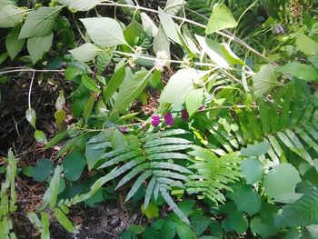 Close-up of plants