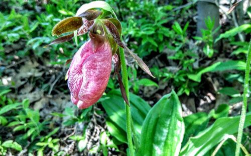 Close-up of flower