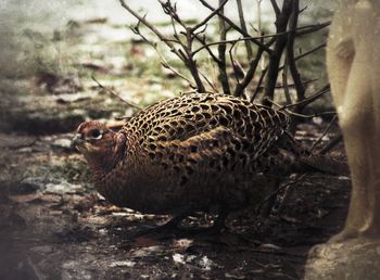 Close-up of bird on field