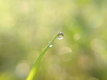 Close-up of water drops on blade of grass
