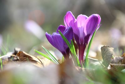 Close-up of purple crocus