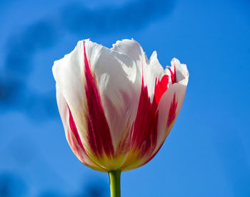 Close-up of pink tulip against sky