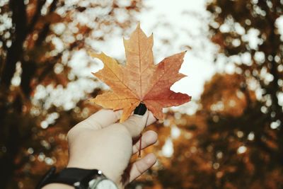 Close-up of hand holding maple leaf during autumn