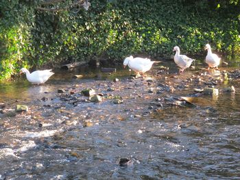 Swans and ducks in water