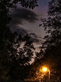 Low angle view of trees against sky during sunset