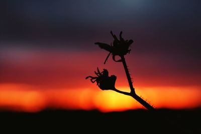 Close-up of silhouette red flowering plant against sky during sunset