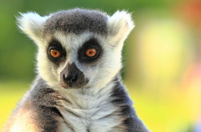 Close-up portrait of a black cat
