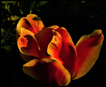 Close-up of orange rose