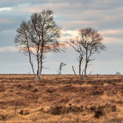 Misty landscape in high fens in belgium