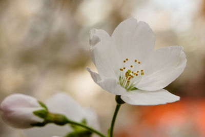 Close-up of flower blooming outdoors