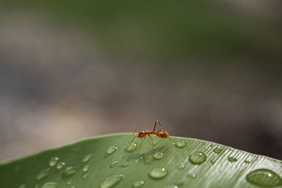 Close-up of insect on leaf