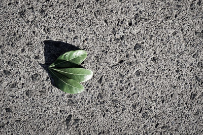 Close-up of plant growing on field