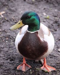 Close-up of duck