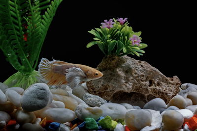 Fighting fish, siamese fish, in a fish tank decorated with pebbles and trees, black background.