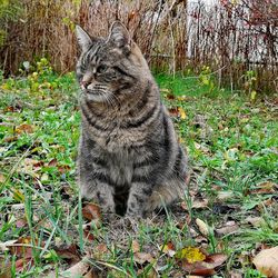 Cat in a forest
