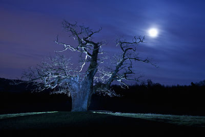 Tree on field against sky at night