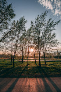 Bare trees on field against sky