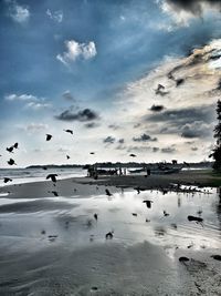 Flock of birds on beach