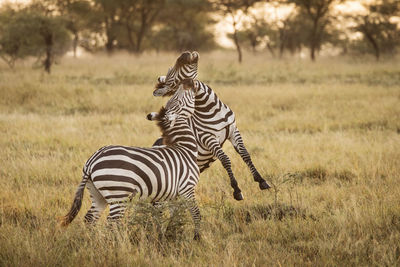 Zebra in a field