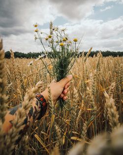 Plants growing on field against sky