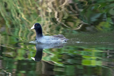 Bird in water