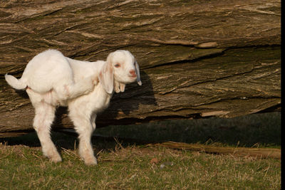 Goat standing in field against fallen tree