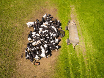 High angle view of horse on field