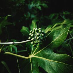 Close-up of plant