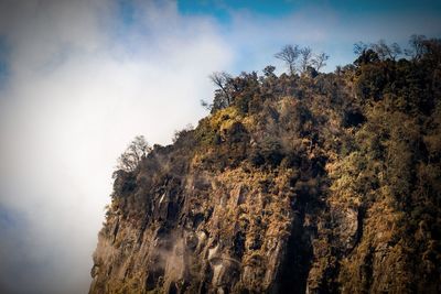 Low angle view of trees on rock against sky