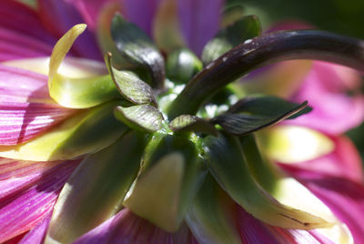 Macro shot of pink flower