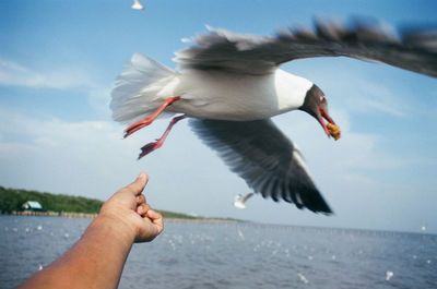 Cropped hand holding bird