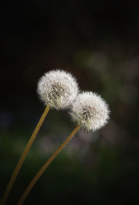 Close-up of dandelion against blurred background