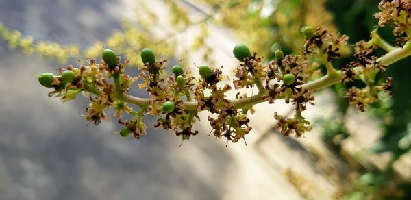 Close-up of flowering plant against tree