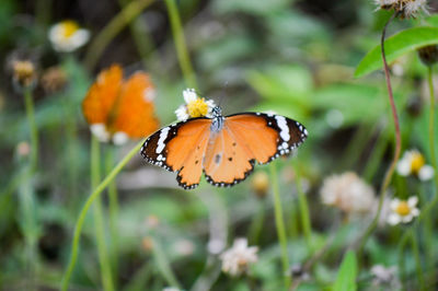 Close-up of butterfly pollinating on flower