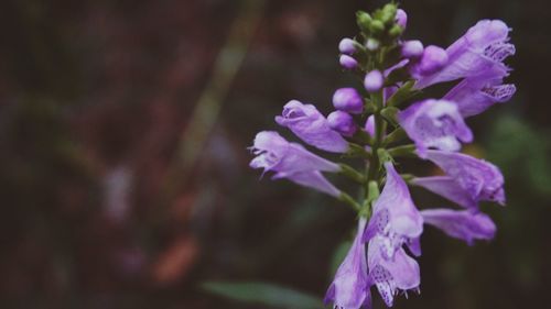 Close-up of purple flowers