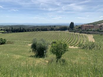 Scenic view of agricultural field against sky