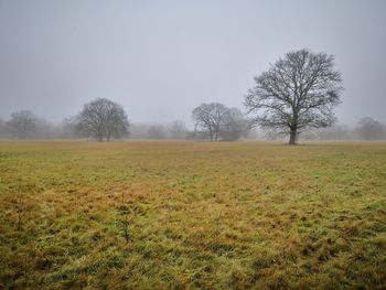 Bare tree on field against sky