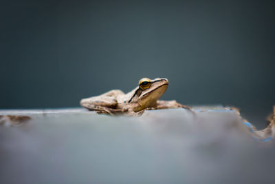 Close-up of a frog