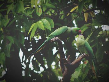 Low angle view of parrot perching on tree