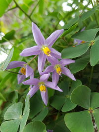 Close-up of purple flowers