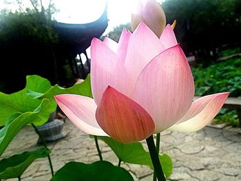 Close-up of pink flower