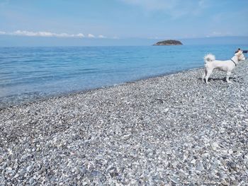 View of a dog on beach