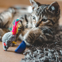 Close-up of a cat