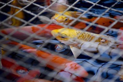 High angle view of koi carps swimming in pond