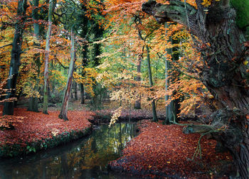 Plants and trees by lake in forest during autumn