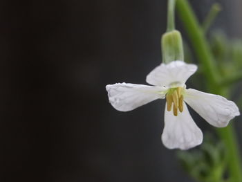 Close-up of white flowering plant