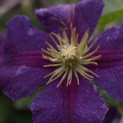 Close-up of purple flower blooming outdoors