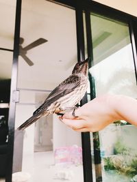 Woman perching on hand by window