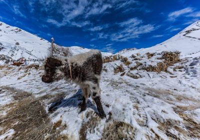 Cow standing on snow covered mountain against sky