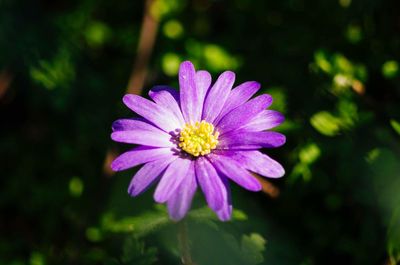 Close-up of purple flowers blooming outdoors